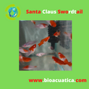 3 VIBRANT SANTA CLAUS SWORDTAIL ONE MALE TWO FEMALES