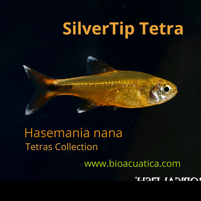 5 COLORFUL SILVERTIP TETRA (Hasemania nana)