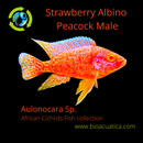 STRAWBERRY ALBINO PEACOCK 2 TO 2.5 INCHES MALE (Aulonocara Sp)