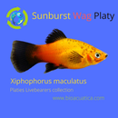 5 COLORFUL SUNBURST WAG PLATY UNSEXED (Xiphophorus maculatus)