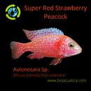 SUPER RED STRAWBERRY PEACOCK 1.5 TO 2" UNSEXED (Aulonocara sp)