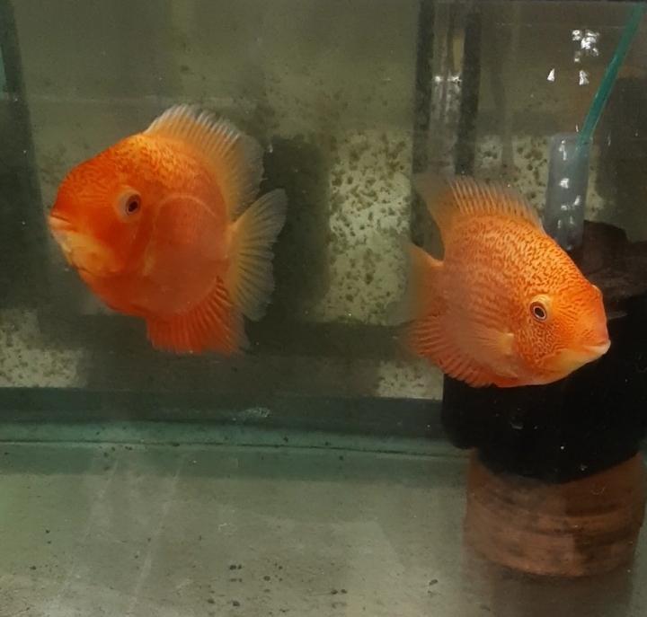 MARVELOUS RED SPOTTED GOLD SEVERUM 2 to 2.5 INCH HEAD TO TAIL