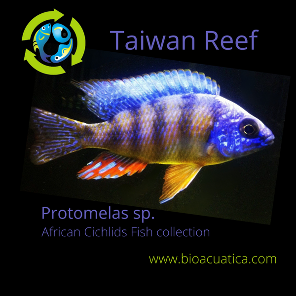 2 GREAT TAIWAN REEF 1.75 TO 2.25" UNSEXED (Protomelas sp)