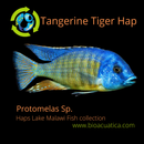 EXOTIC TANGERINE TIGER HAP 1.5 TO 2" UNSEXED (Protomelas sp)