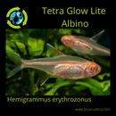 6 TETRA GLOW-LITE ALBINO (Hemigrammus erythrozonus)