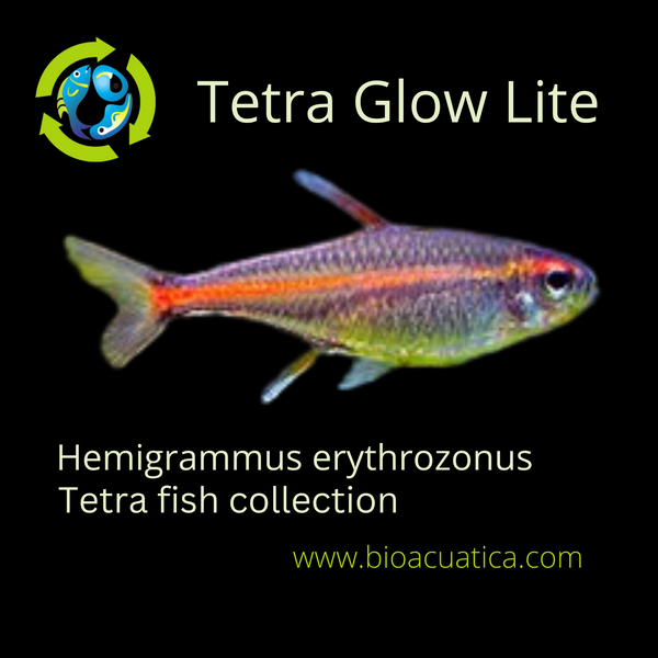 5 BEAUTIFUL TETRA GLOW-LITE  (Hemigrammus erythrozonus)