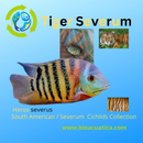 OUTSTANDING TIGER SEVERUM 2 to 2.5 INCHES UNSEXED ( Heros severus)