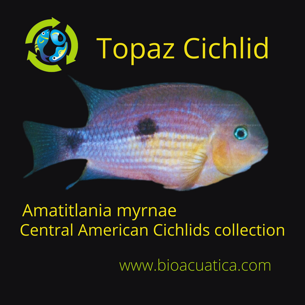 BEAUTIFUL TOPAZ CICHLID 1.5 INCHES UNSEXED (Amatitlania myrnae)