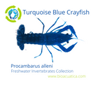 BEAUTIFUL SHARP TURQUOISE BLUE CRAYFISH 2.5 TO 3 INCHES
