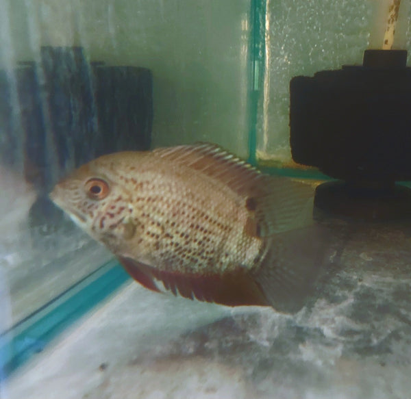 RED SPOTTED TURQUOISE SEVERUM 3 TO 3.5 INCHES (Heros efasciatus)