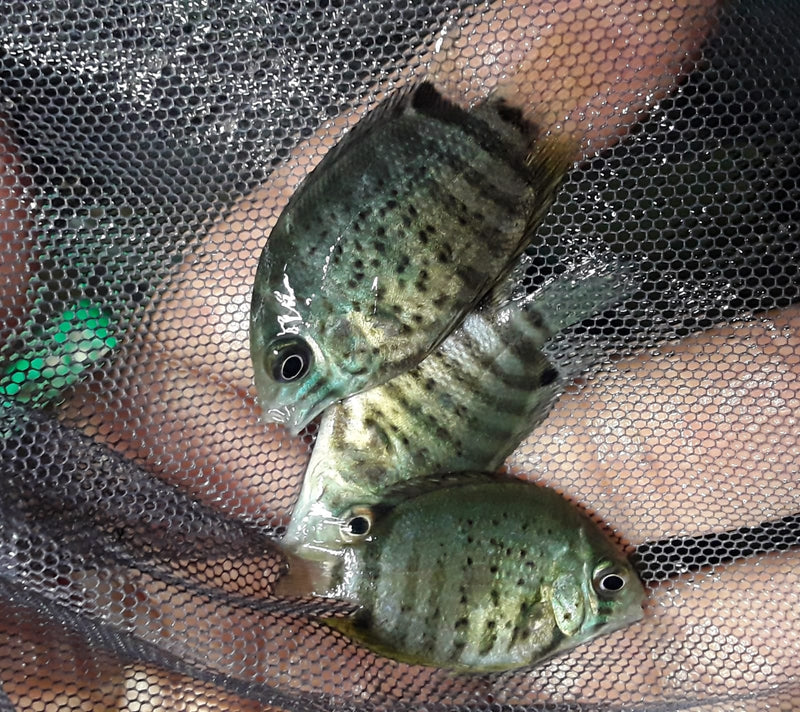 RED SPOTTED TURQUOISE SEVERUM 2.5 INCHES (Heros efasciatus)