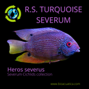 RED SPOTTED TURQUOISE SEVERUM 3.0 INCHES (Heros efasciatus)
