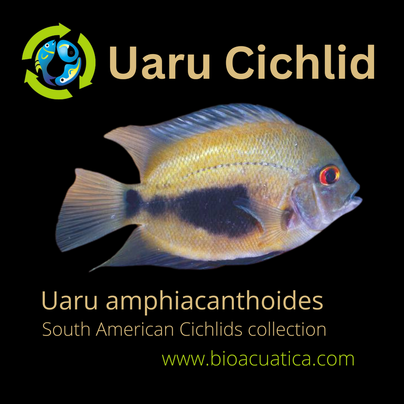 CUTE UARU CICHLID 1.75 TO 2" UNSEXED (Uaru amphiacanthoides)