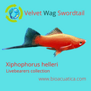 3 COLORFUL VELVET WAG SWORDTAIL ONE MALE TWO FEMALES (Xiphophorus helleri)