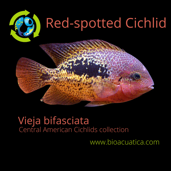 GREAT RED-SPOTTED CICHLID 2 INCHES UNSEXED (Vieja bifasciata)