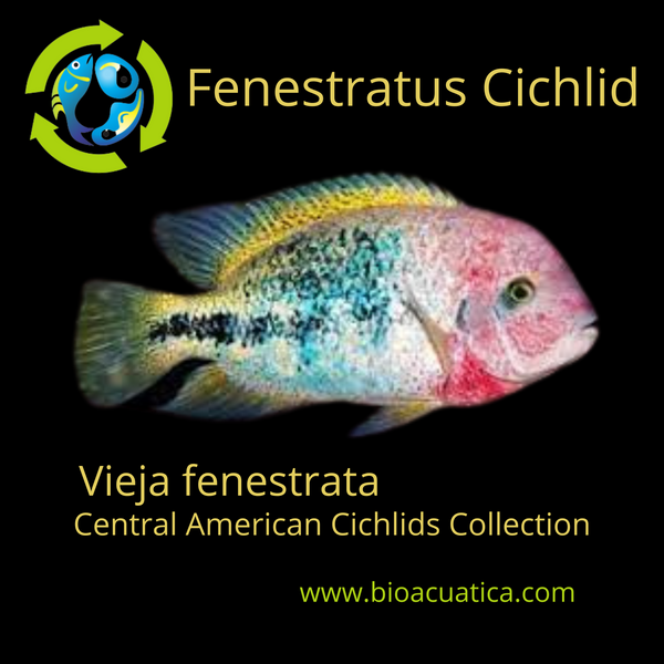 BEAUTIFUL & HEALTHY FENESTRATUS CICHLID 4 to 6 INCHES   (Vieja fenestrata)