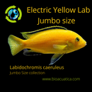 OUTSTANDING YELLOW LAB MALE JUMBO SIZE 5 INCHES (Labidochromis caeruleus)