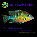 BLUE FLASH CICHLID 2" UNSEXED (Thorichthys Aureus)