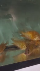 ACARICHTHYS HECKELII 5" to 6"- THREADFIN GEOPHAGUS