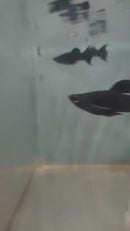 3 BLACK MOLLY LYRETAIL ONE MALE TWO FEMALES (Poecilia latipinna)