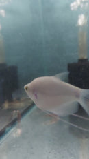 GORGEOUS MOONLIGHT GOURAMI 2.5 to 3 INCHES (Trichogaster microlepis)