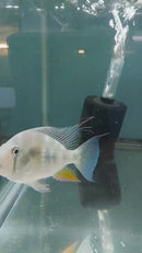 ACARICHTHYS HECKELII 5" to 6"- THREADFIN GEOPHAGUS