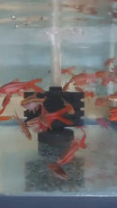 4 BEAUTIFUL LONG FIN CHERRY BARB UNSEXED (Puntius titteya)