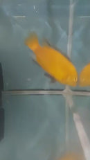 OUTSTANDING YELLOW LAB MALE JUMBO SIZE 5 INCHES (Labidochromis caeruleus)