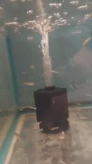 VIBRANT 5 MALE BLUE JAPANESE ENDLERS (Poecilia wingei)  STUNNING COLORATION