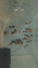 3 BEAUTIFUL GOLD DUST MOLLY UNSEXED (Poecilia sphenops)