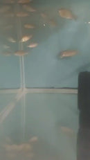 EXOTIC TANGERINE TIGER HAP 1.5 TO 2" UNSEXED (Protomelas sp)