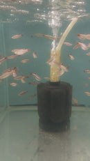 5 CUTE WHITE CLOUD MINNOW