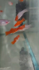 3 VIBRANT SANTA CLAUS SWORDTAIL ONE MALE TWO FEMALES