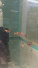 UPSIDE-DOWN CATFISH 1 TO 1.5" head to tail