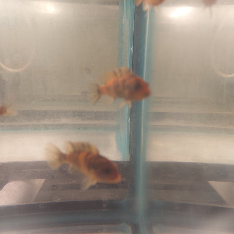 COLORFUL RED BLOTCH AFRICAN CICHLID 1 TO 1.5" UNSEXED
