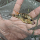 RED HUMP EARTHEATER G STEINDACHNERI CICHLID 2.5 TO 3"