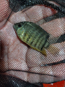 BEAUTIFUL ORANGE SHOULDER SEVERUM 1.5 TO 2 INCHES UNSEXED