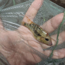 RED HUMP EARTHEATER G STEINDACHNERI CICHLID 2.5 TO 3"