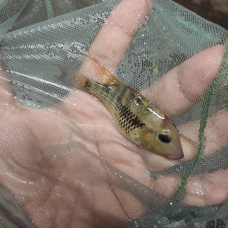 RED HUMP EARTHEATER G STEINDACHNERI CICHLID 2.5 TO 3" MALE