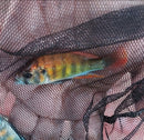 KYOGA FLAMEBACK AFRICAN CICHLID 3.5" MALE (Xystichromis sp)