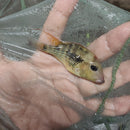 RED HUMP EARTHEATER G STEINDACHNERI CICHLID 2.5 TO 3"