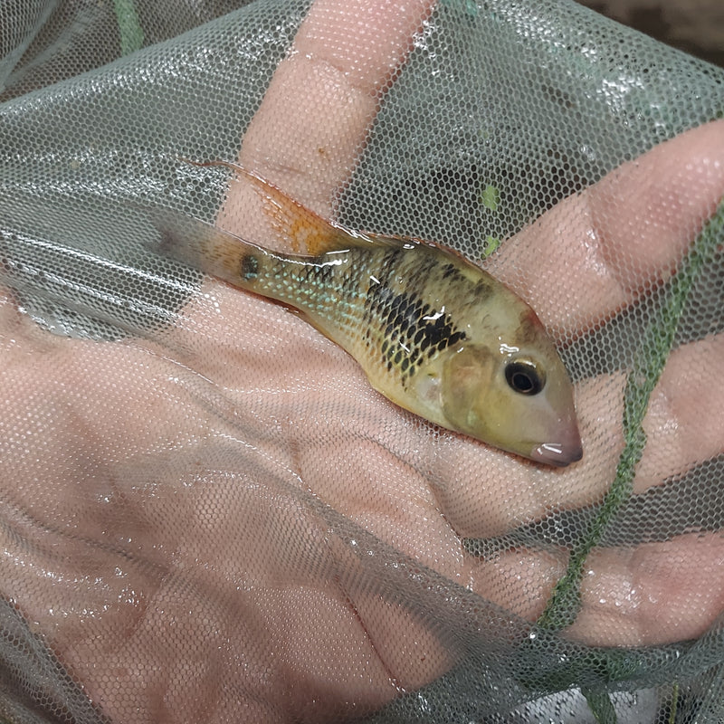 RED HUMP EARTHEATER G STEINDACHNERI CICHLID 2.5 TO 3" MALE