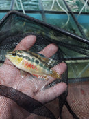 SALVINI CICHLID 3.5" FEMALE