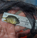 BEAUTIFUL ORANGE SHOULDER SEVERUM 1.5 TO 2 INCHES UNSEXED
