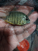 BEAUTIFUL ORANGE SHOULDER SEVERUM 1.5 TO 2 INCHES UNSEXED