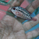 BEAUTIFUL RED WARRIOR FLOWERHORN 1.5 to 2 INCHES UNSEXED