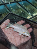 BRICHARDI LYRETAIL CICHLID 3.5 to 4" INCHES