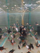 5 GREEN TIGER BARB UNSEXED (Puntius tetrazona)
