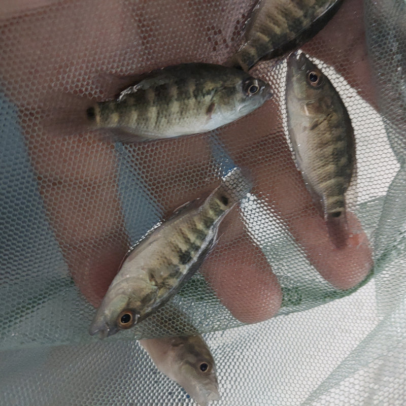 THE WOLF CICHLID BLUE DOVII (Parachromis dovii) 1.5 TO 2 inches