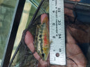 SALVINI CICHLID 3.5" FEMALE